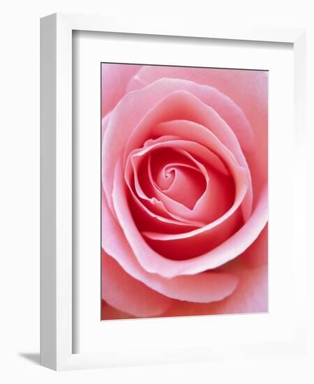 Pink rose-Herbert Kehrer-Framed Photographic Print