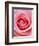 Pink rose-Herbert Kehrer-Framed Photographic Print