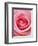 Pink rose-Herbert Kehrer-Framed Photographic Print