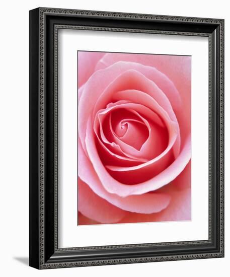 Pink rose-Herbert Kehrer-Framed Photographic Print