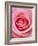 Pink rose-Herbert Kehrer-Framed Photographic Print