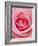 Pink rose-Herbert Kehrer-Framed Photographic Print