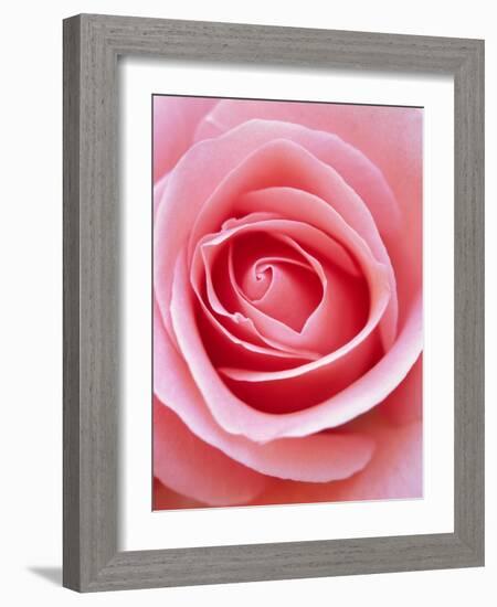 Pink rose-Herbert Kehrer-Framed Photographic Print