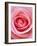 Pink rose-Herbert Kehrer-Framed Photographic Print