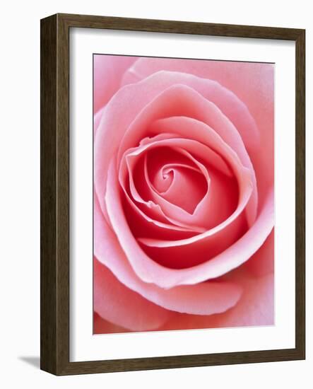 Pink rose-Herbert Kehrer-Framed Photographic Print