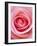 Pink rose-Herbert Kehrer-Framed Photographic Print