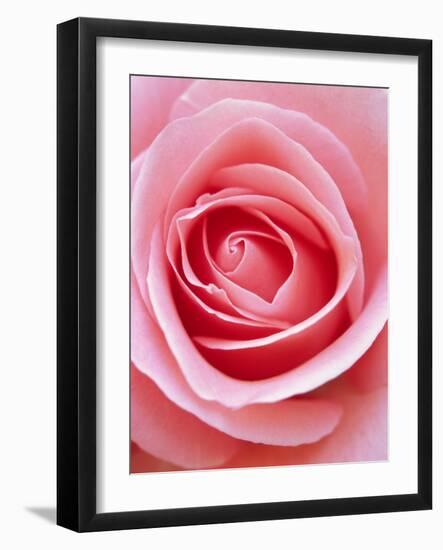 Pink rose-Herbert Kehrer-Framed Photographic Print