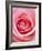 Pink rose-Herbert Kehrer-Framed Photographic Print