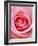 Pink rose-Herbert Kehrer-Framed Photographic Print