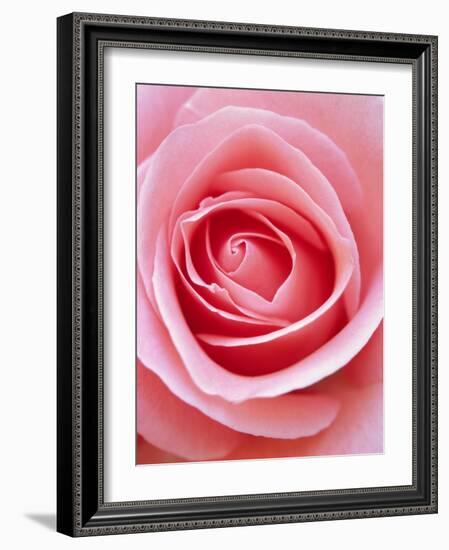 Pink rose-Herbert Kehrer-Framed Photographic Print