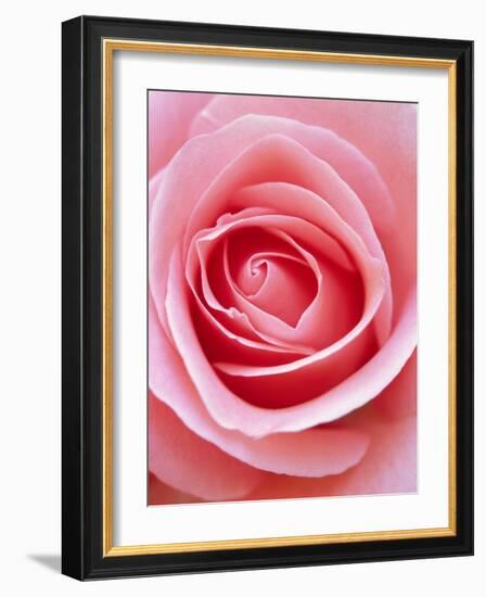 Pink rose-Herbert Kehrer-Framed Photographic Print