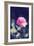 Pink Rose-Carolina Hernández-Framed Photographic Print