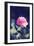 Pink Rose-Carolina Hernández-Framed Photographic Print