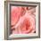 Pink Rose-null-Framed Photographic Print