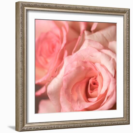 Pink Rose-null-Framed Photographic Print