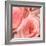 Pink Rose-null-Framed Photographic Print