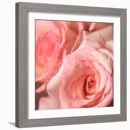 Pink Rose-null-Framed Photographic Print