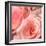 Pink Rose-null-Framed Photographic Print