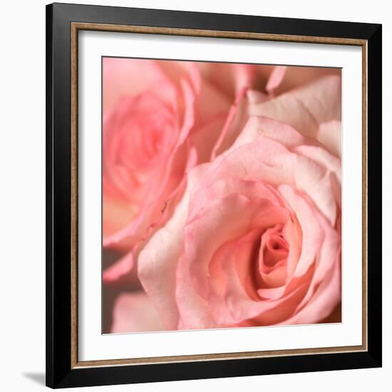 Pink Rose-null-Framed Photographic Print