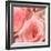 Pink Rose-null-Framed Photographic Print