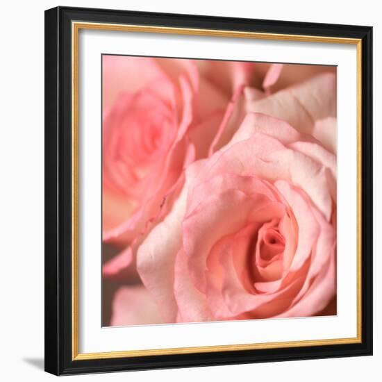 Pink Rose-null-Framed Photographic Print