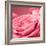 Pink Rose-null-Framed Photographic Print
