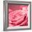 Pink Rose-null-Framed Photographic Print