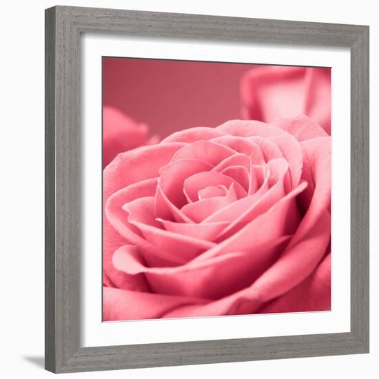 Pink Rose-null-Framed Photographic Print