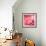 Pink Rose-null-Framed Photographic Print displayed on a wall