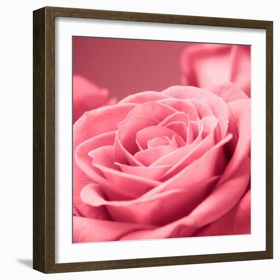 Pink Rose-null-Framed Photographic Print