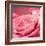 Pink Rose-null-Framed Photographic Print