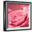 Pink Rose-null-Framed Photographic Print