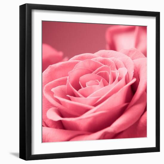 Pink Rose-null-Framed Photographic Print