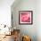 Pink Rose-null-Framed Photographic Print displayed on a wall