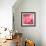 Pink Rose-null-Framed Photographic Print displayed on a wall