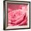 Pink Rose-null-Framed Photographic Print