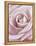 Pink Rose-Cora Niele-Framed Premier Image Canvas