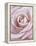 Pink Rose-Cora Niele-Framed Premier Image Canvas