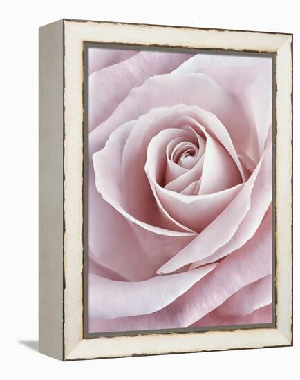 Pink Rose-Cora Niele-Framed Premier Image Canvas