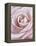 Pink Rose-Cora Niele-Framed Premier Image Canvas