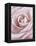 Pink Rose-Cora Niele-Framed Premier Image Canvas