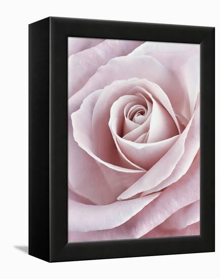 Pink Rose-Cora Niele-Framed Premier Image Canvas