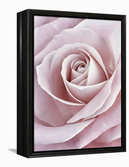 Pink Rose-Cora Niele-Framed Premier Image Canvas