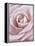 Pink Rose-Cora Niele-Framed Premier Image Canvas