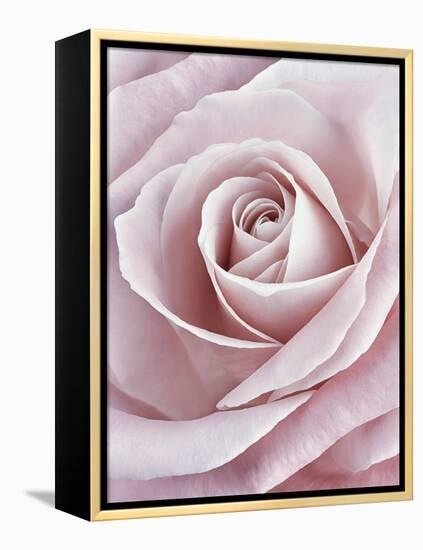 Pink Rose-Cora Niele-Framed Premier Image Canvas