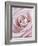 Pink Rose-Cora Niele-Framed Photographic Print