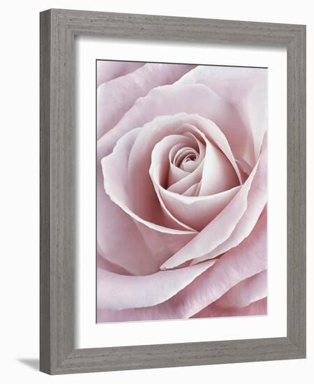 Pink Rose-Cora Niele-Framed Photographic Print