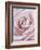 Pink Rose-Cora Niele-Framed Photographic Print