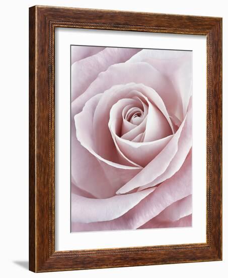 Pink Rose-Cora Niele-Framed Photographic Print