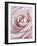 Pink Rose-Cora Niele-Framed Photographic Print